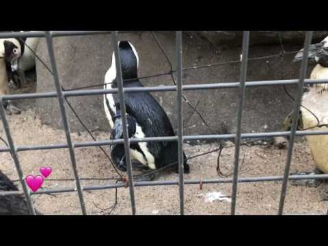 პინგვინები ამსტერდამის ზოოპარკში Penguins in Artis Zoo